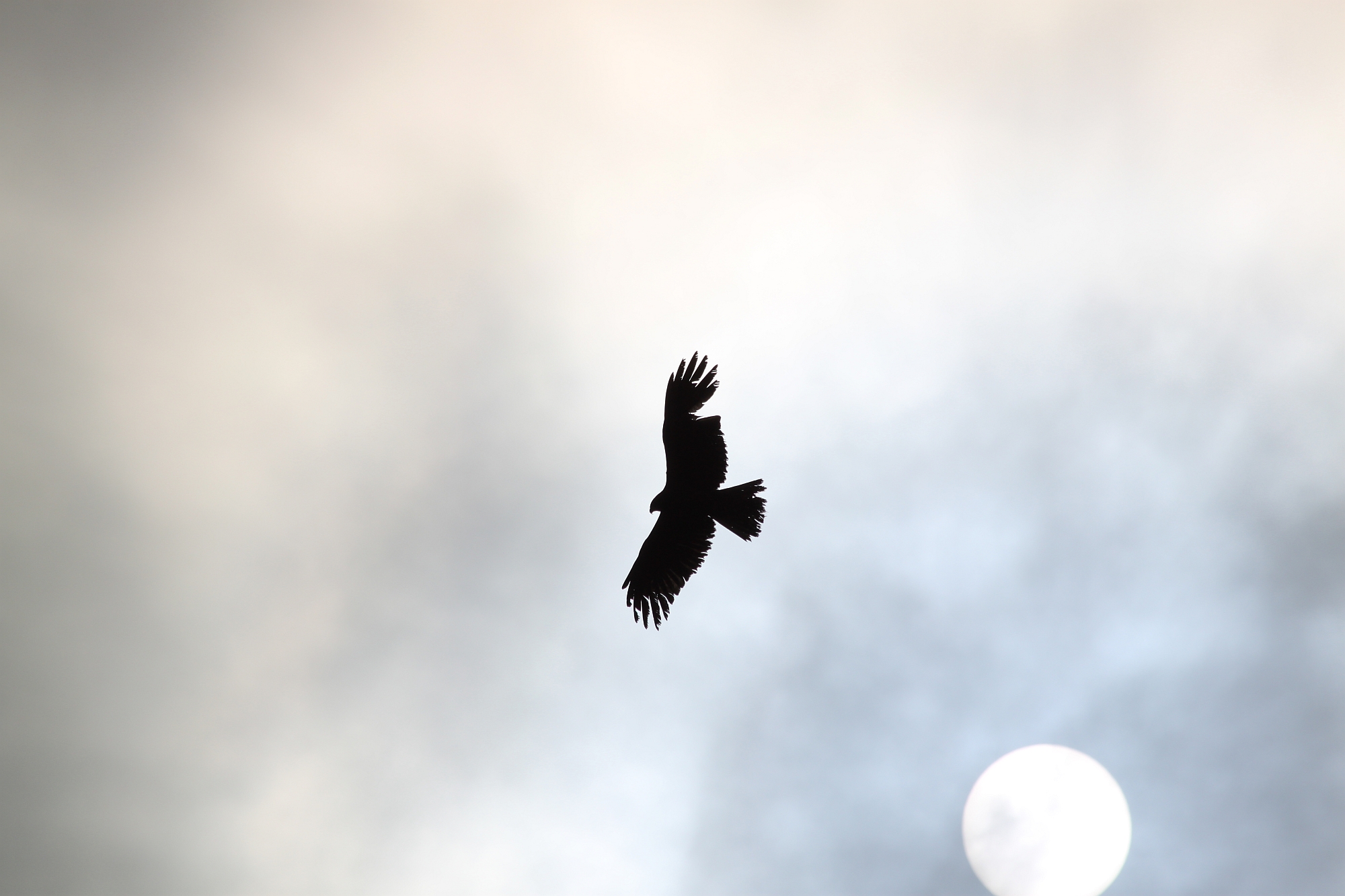 冬を乗り越えたトビ