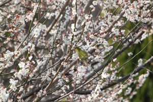 梅の木のメジロ