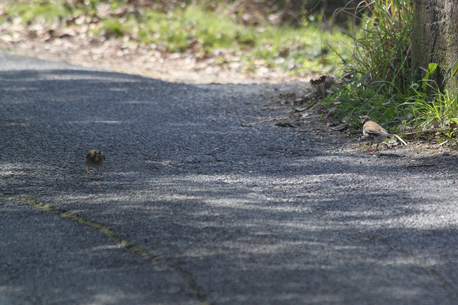 ２羽のシロハラ