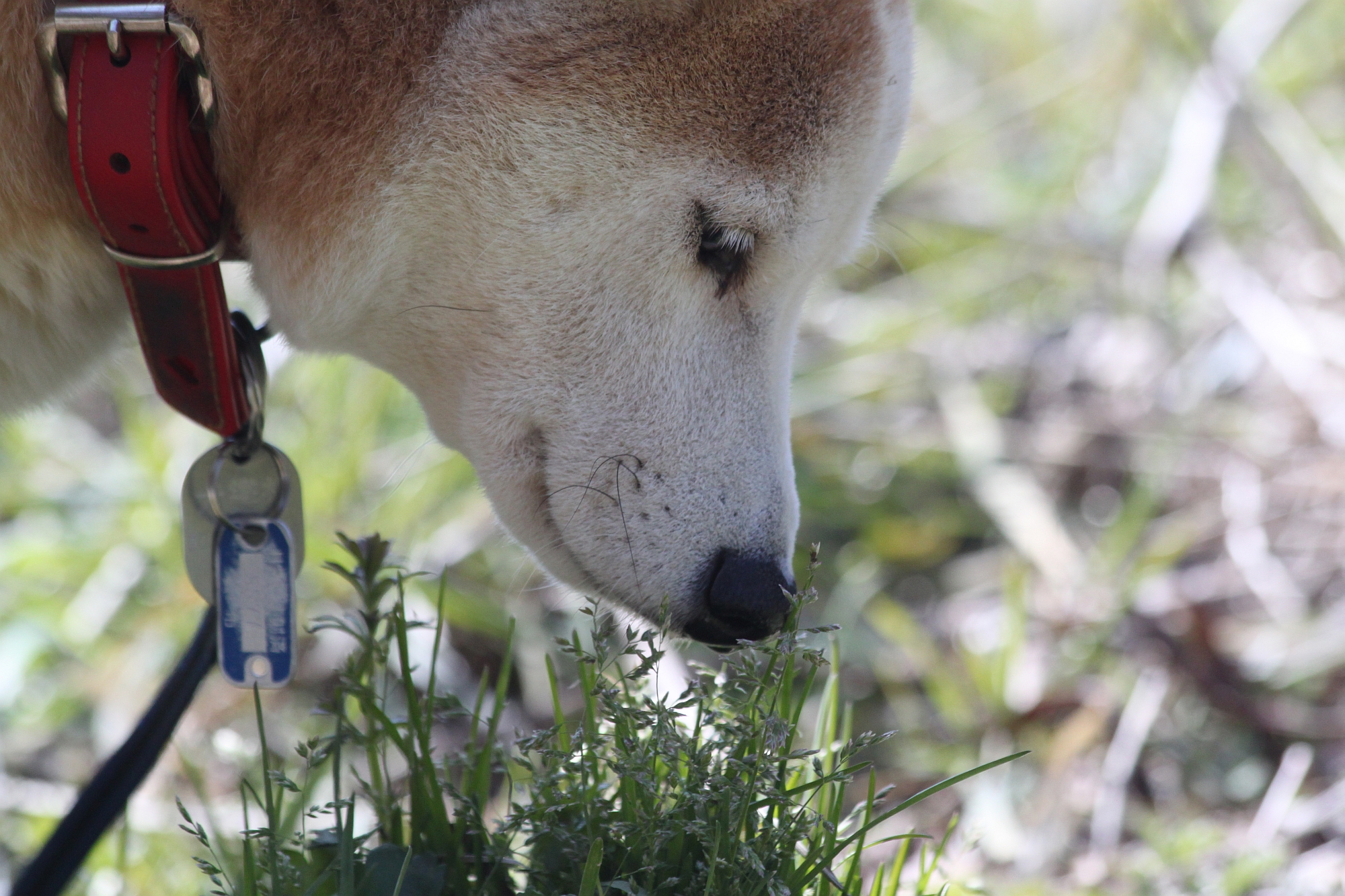 愛犬ペコ春を嗅ぐ