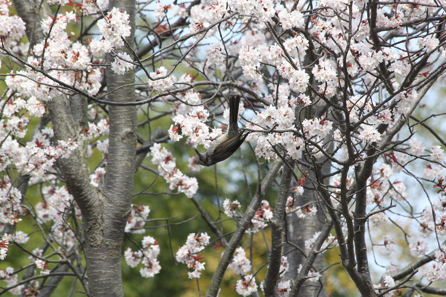 サクラの蜜を吸うヒヨドリ